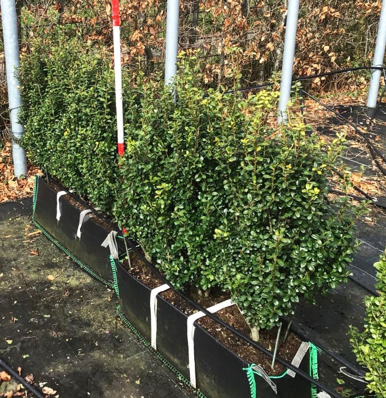Instant Hedge Ilex crenata ‘Carolina Upright’ in Hedge Bag (80 - 100 cm High x 40cm Deep x 100cm Long)